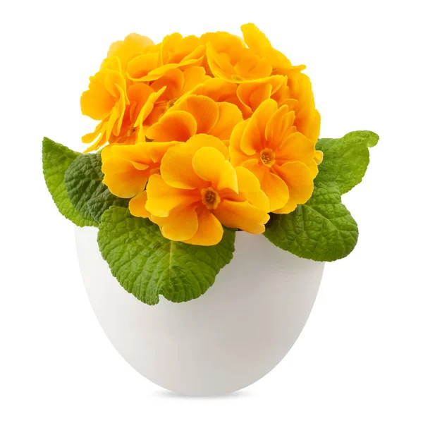 Wiosna Czas Kwiat Pomarańczy Pierwiosnki Kwiaty Garnku Widok Przodu Zbliżenie — Zdjęcie stockowe