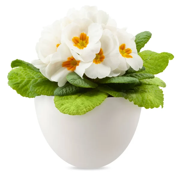 Flor Primaveral Flores Prímulas Blancas Maceta Vista Frontal Cerca Aislada —  Fotos de Stock