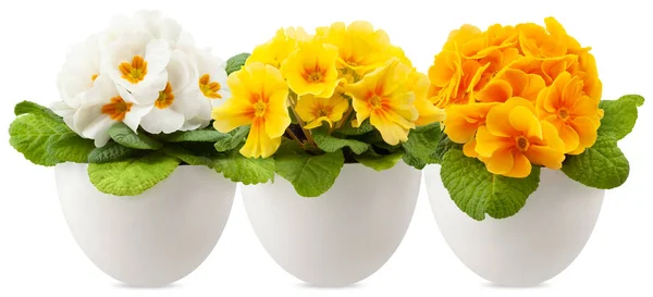 Fiori Primule Fiorite Vaso Bianco Composizione Fiori Colorati Primavera Giardinaggio — Foto Stock