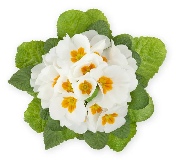 Flor Primaveral Flores Prímulas Blancas Maceta Vista Superior Cerca Aislada — Foto de Stock