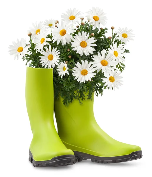 菊花盛开 穿着绿色橡胶靴 春天和园艺的概念或花店和花园工程 在带有剪切路径的白色背景上隔离的前视图 — 图库照片