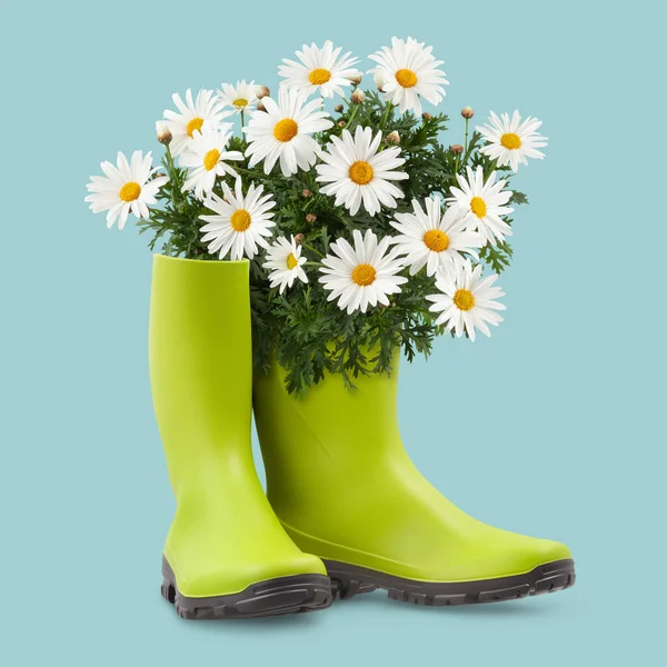 菊花盛开 穿着绿色橡胶靴 春天和园艺的概念或花店和花园工程 在浅蓝色背景上与剪切路径隔离的前视图 — 图库照片