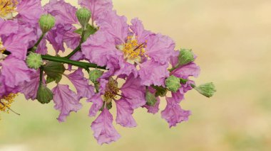 Cherry blossoms bloom with purple and pink petals. Looks pistil with a beautiful yellow color. The image is suitable for use as wallpaper, background, wedding invitation cards, greeting cards, and other graphic resources
