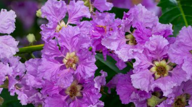 Cherry blossoms bloom with purple and pink petals. Looks pistil with a beautiful yellow color. The image is suitable for use as wallpaper, background, wedding invitation cards, greeting cards, and other graphic resources