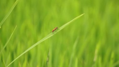 Yeşil çimlerin üzerinde küçük bir böcek. Makro çekim hassas doğayı vurgular. Yaz için dingin, ekolojik sahne ve farkındalık görselleri.