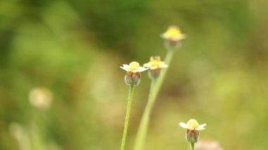 Narin beyaz bir karahindiba tohumu kafasının çarpıcı bir makro görüntüsü, bulanık yeşil arka plana hafifçe aydınlatılmış. Doğa temaları, farkındalık ve bahar tasarımları için mükemmel..