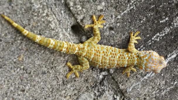 Gecko Qui Déplace Sur Une Surface Gecko Aspect Distinctif Reconnaissable — Video