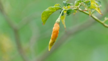 Yarım olgunlaşmış acı biber meyveleri hasat mevsimine giriyor. Pak yeşil arkaplan ile, resim bir grafik kaynağı ve ticari reklam ihtiyacı olarak kullanmak için uygundur.