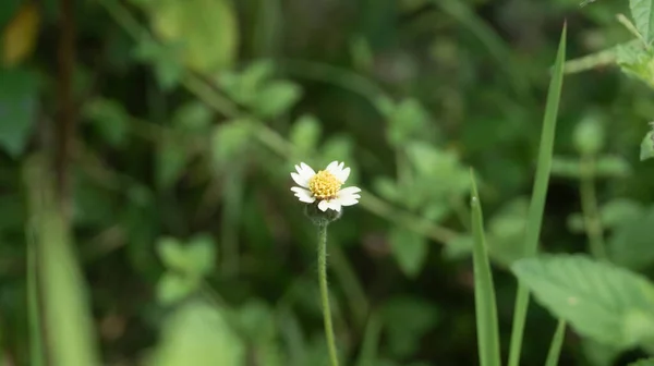 Tridax procumbens, also known as songgo langit plant in Indonesia with several health benefits such as lowering blood pressure, anti-oxidants and others.