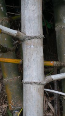 Bamboo stems are tall, slender, and cylindrical, with distinct joints or nodes along their length clipart