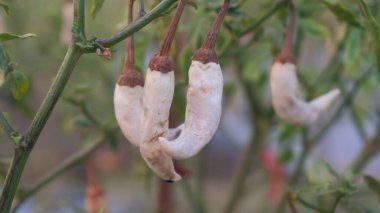 Yağmur mevsiminde acı biber mahsulleri bozulur. Küf, kök çürümesi ve meyve sinekleri de dahil olmak üzere pek çok zararlı.