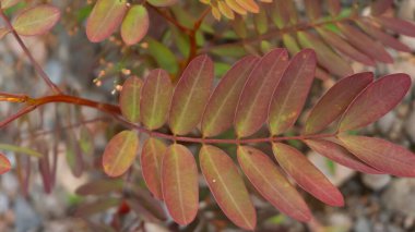 S. psödohupehensis 'Pembe Pagoda', Güneydoğu Asya 'da kanser tedavisi için birçok fayda sağlayan bir bitki.