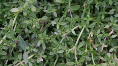 Satureja Montana, yaygın olarak kış tuzlu olarak bilinir, bu canlı fotoğrafta resmedilmiştir. Bu uzun ömürlü bitki aşçılık ve tıbbi kullanımıyla ünlüdür.