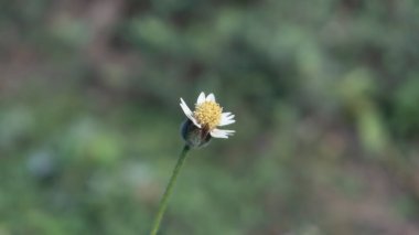 Tridax procumbens, also known as coat buttons or wild daisy, graces the scene with its cheerful presence clipart