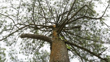 Büyük bir çam ağacının çarpıcı alçak açılı görüntüsü, güçlü gövdesi ve dallardan oluşan ağı parlak, bulutlu bir gökyüzüne doğru uzanıyor. Doğal güzelliği, büyümeyi ve barışçıl gücü çağrıştırıyor. Doğa, ekoloji veya tasarım projeleri için ideal.
