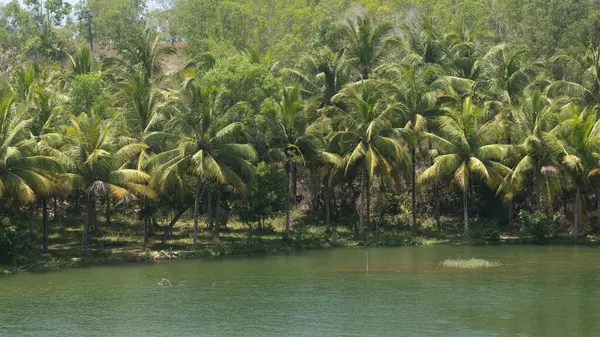 Canlı yeşil bir nehir, parlak bir gökyüzünün altında sakin bir tropikal manzara yaratan yüksek palmiye ağaçlarının arasından akar..