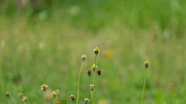 Ağır paslanmış metal çubukların yakın çekimi eski bir çerçeve oluşturuyor. Yumuşak, bulanık yeşil bir arka planda aşınma dokusu var. Çürümeyi vurguluyor, zaman.