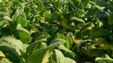 Yeşil tütün yaprağı. Karmaşık damar yapısını ve zengin dokusunu gösteriyor. Yüksek kaliteli tütün ürünleri üretmek için en iyi hammaddeyi arayan kaliteli tütün meraklıları için ideal..