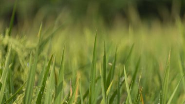Canlı yeşil pirinç bitkilerinin yakın çekimi, yumuşak güneş ışığıyla yıkanmış, dingin bir bokeh arka planı var. Büyüme, tarım ve doğa konuları için ideal.
