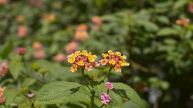 Canlı pembe ve turuncu Lantana çiçeklerine yakın çekim, yemyeşil yapraklı, doğal güneş ışığıyla yıkanmış. Doğa, bahçıvanlık ve çiçek temaları için ideal..