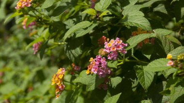 Canlı pembe ve turuncu Lantana çiçeklerine yakın çekim, yemyeşil yapraklı, doğal güneş ışığıyla yıkanmış. Doğa, bahçıvanlık ve çiçek temaları için ideal..