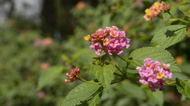 Canlı pembe ve turuncu Lantana çiçeklerine yakın çekim, yemyeşil yapraklı, doğal güneş ışığıyla yıkanmış. Doğa, bahçıvanlık ve çiçek temaları için ideal..