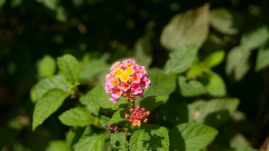 Canlı pembe ve turuncu Lantana çiçeklerine yakın çekim, yemyeşil yapraklı, doğal güneş ışığıyla yıkanmış. Doğa, bahçıvanlık ve çiçek temaları için ideal..