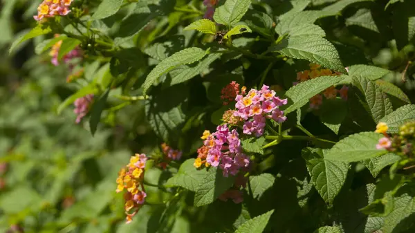 Canlı pembe ve turuncu Lantana çiçeklerine yakın çekim, yemyeşil yapraklı, doğal güneş ışığıyla yıkanmış. Doğa, bahçıvanlık ve çiçek temaları için ideal..