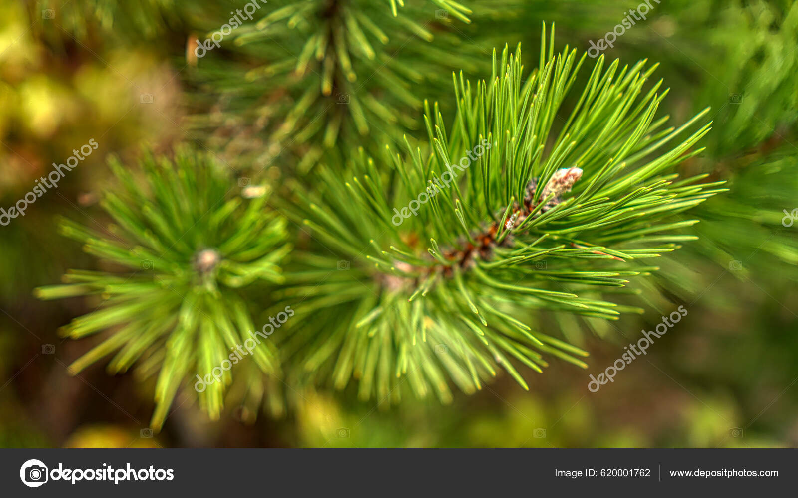 Pine Branches Thorns Closeup Stock Photo by ©stanslavov1 620001762
