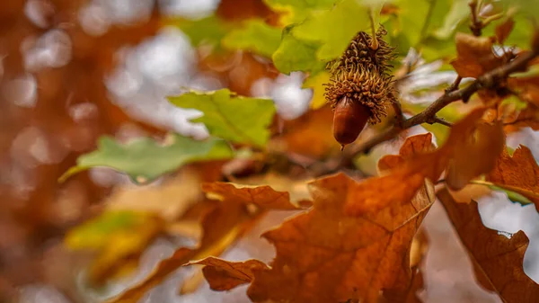 Eicheln Auf Einem Zweig Herbst — Stockfoto