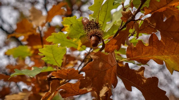 Eicheln Auf Einem Zweig Herbst — Stockfoto