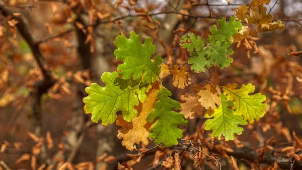Eichenblätter Herbst — Stockfoto