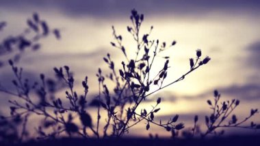 Gün batımında çimen çalısı yakın çekim rüzgarı