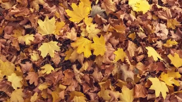 Осенние Листья Земле — стоковое видео