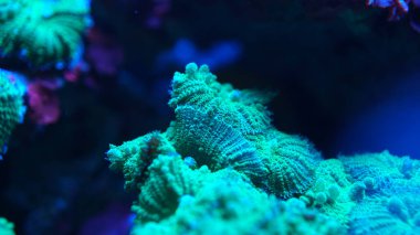 Yeşil mercan yakın plan