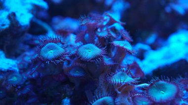 Mavi menekşe mercan, suyun altında yakın plan.