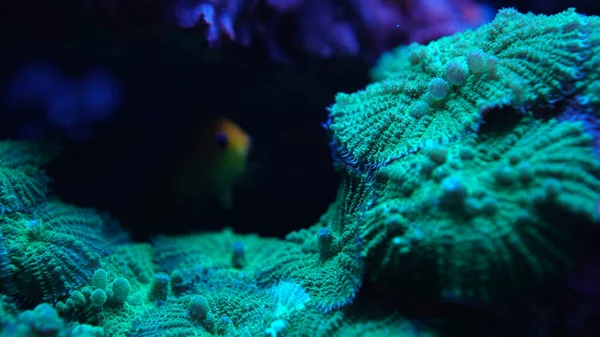 Coral Verde Primer Plano —  Fotos de Stock