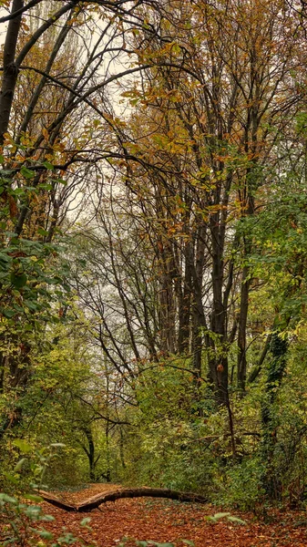 가로수의 구성에 쓰러진 나무와 — 스톡 사진