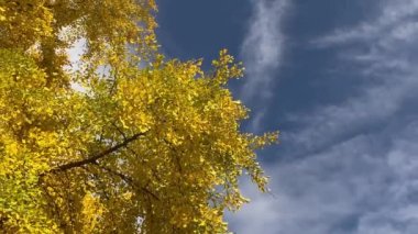 Ginkgo biloba ağacı sarı renkler sonbahar