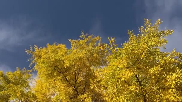 Ginkgo Biloba Strom Žluté Barvy Podzim — Stock video