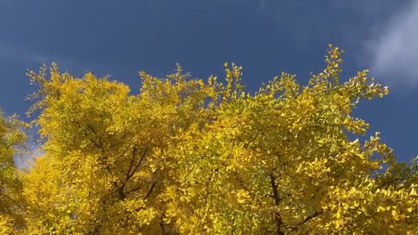 Гінкго Білоба Жовті Кольори Осінь — стокове відео