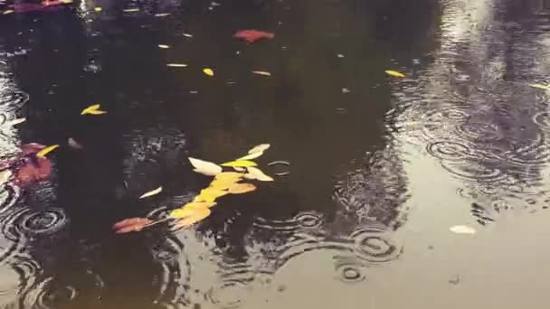 Deszczowy Dzień Liśćmi Jeziorze Krajobraz Wideo — Wideo stockowe