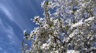 çiçekli ağaç bahar