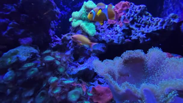 Водой Коралловые Рыбы Видео — стоковое видео