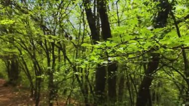 Orman yolu Bulgaristan Avrupa Doğu Avrupa