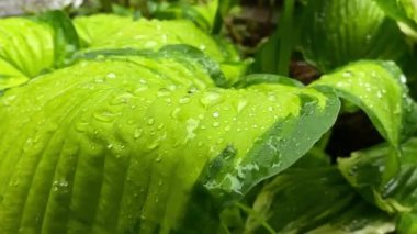 Yağmurlu bir gün, yağmur ve bitki örtüsü.