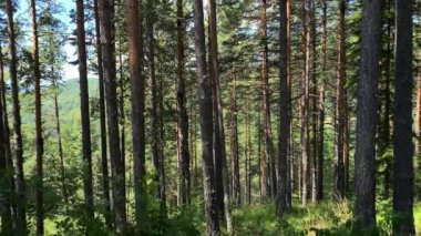 Orman ağacı manzarası