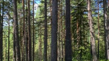 Orman ağacı dönüşümlü panorama