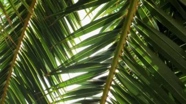 Palmiye yaprağı güneş ışınları