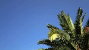 Palmiye ağacı video arkaplan duvar kağıdı sağ